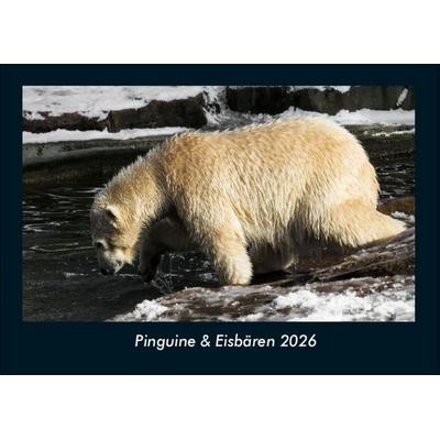 Pinguine & Eisbären 2026 Fotokalender DIN A4