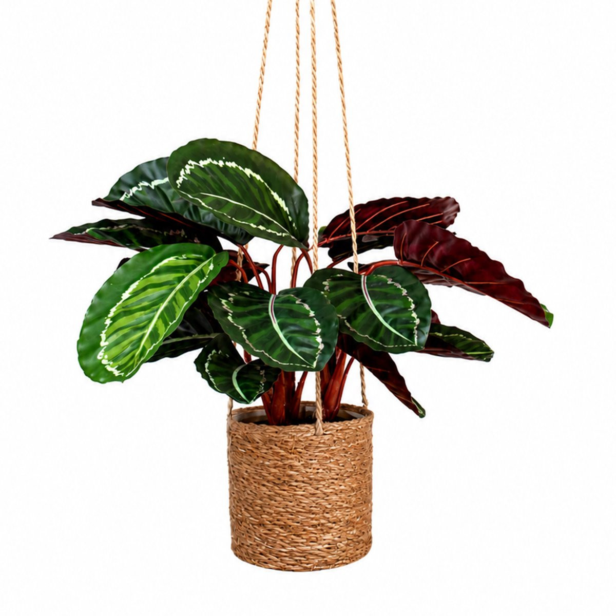 Kunstplant Calathea in hangmand naturel L100cm