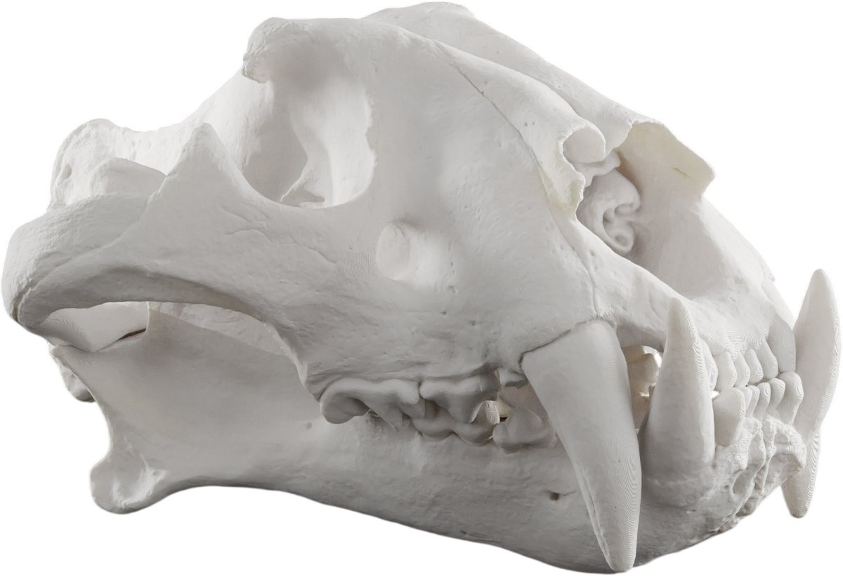 Tijger Schedel Wit - Anatomisch Model - Dieren Schedel Decoratie Replica