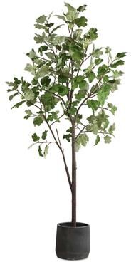 Uttermost Eden Potted Fig Tree