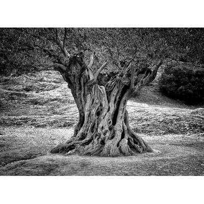 Papermoon "Baum Schwarz & Weiß"