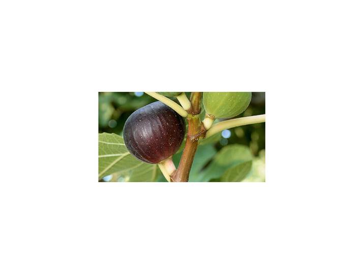 Feige Ronde de bordeaux ' Topf Ø 22 cm'