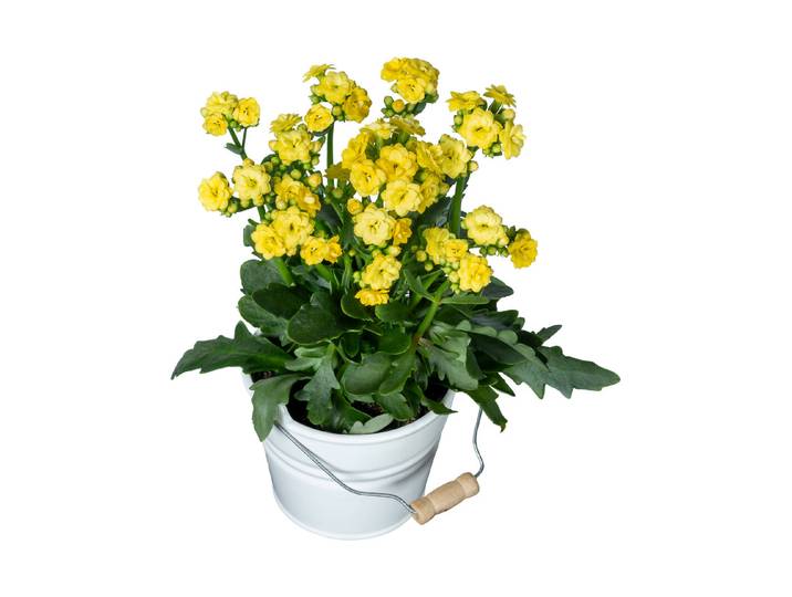 Home and More Kalanchoe in Gefäss ⌀ 10.5 cm