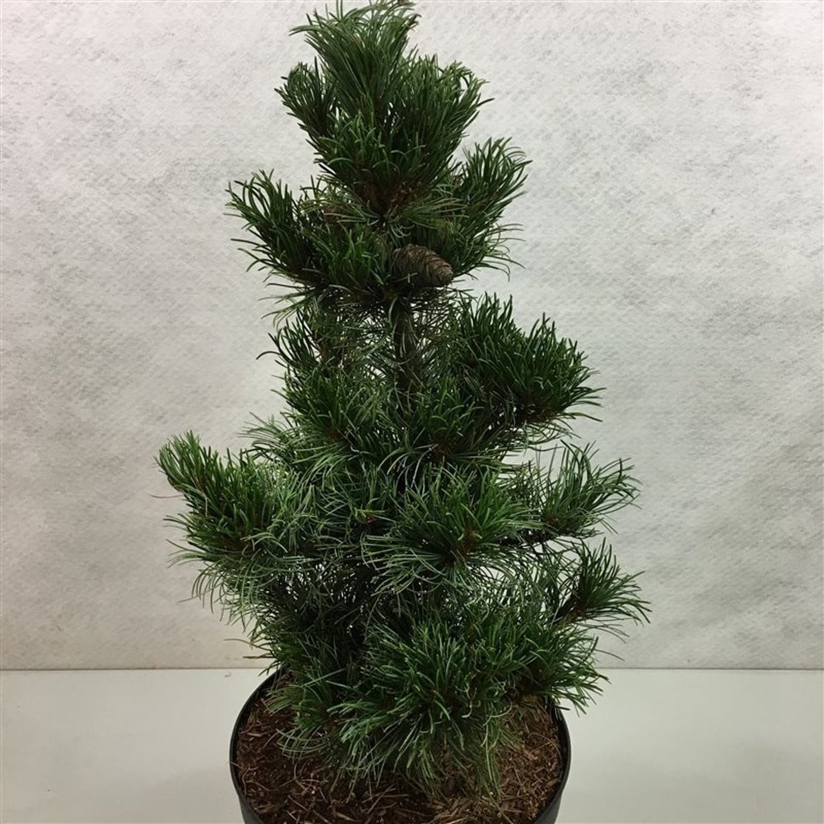 Pinus parviflora 'Bergman' - Japanse witte den, 40-50 cm pot