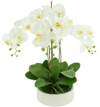 Creative Labs Orchid Arrangement in a Round Planter with Leaves and Moss
