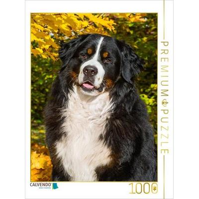 CALVENDO Puzzle Berner Sennenhund - Herbststimmung | 1000 Teile Lege-Größe 64x48cm Foto-Puzzle für glückliche Stunden