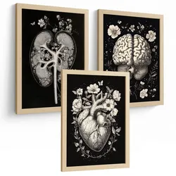 POSTER Set aus 3 Anatomie Mensch Drucke und mit Niere Harnsystem Gehirn und Herz Klassisches Schwarz Weiß Design Größe Leichter Holzrahmen A3