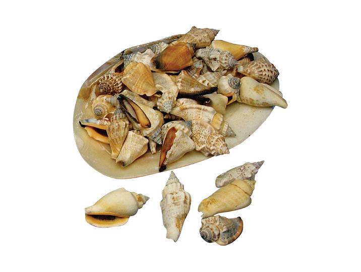 Rayher Spitzmuscheln in Natur-Perlmuttschale