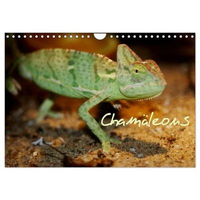 Chamäleons (Wandkalender 2027 DIN A4 quer), CALVENDO Monatskalender