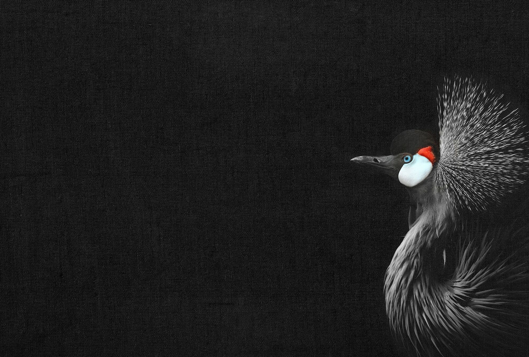 Fototapete LIVING WALLS "ARTist Crowned Crane Black", rot (rot, schwarz, weiß), B:4m L:2,7m, Vlies, Tapeten, Vlies, Wand, Schräge