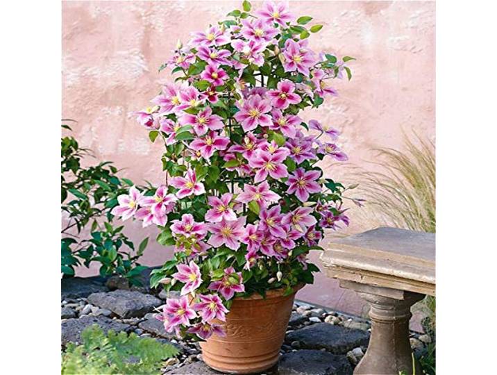 3 x Clematis Piilu - Set van 3 Klimplanten - Roze, Meerjarig & Winterhard 3 x 1,5 liter pot