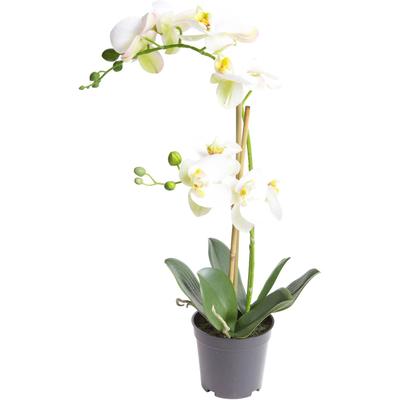 Kunstorchidee BOTANIC-HAUS "Orchidee Bora", beige (creme, weiß), B:30cm H:50cm T:30cm Ø:30cm, Kunststoff, Kunstpflanzen