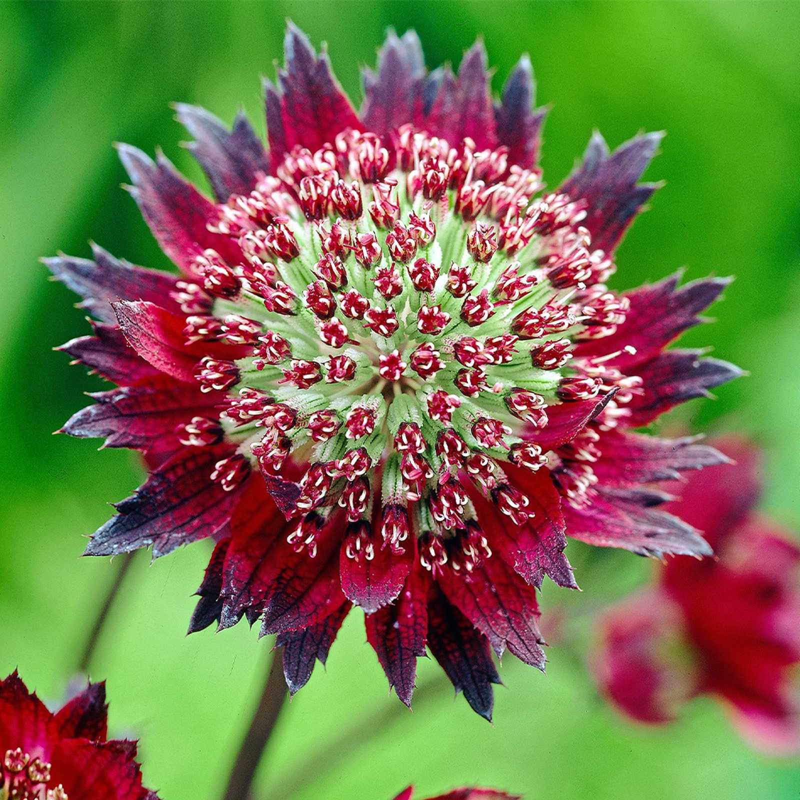 6 x Astrantia major Moulin Rouge Sterrenbloem in pot van 9x9 cm