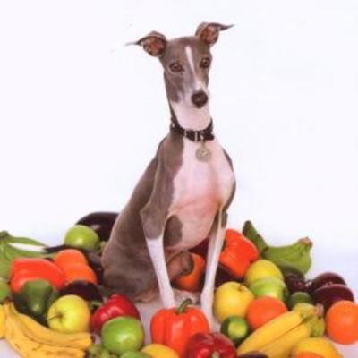 Excellent Italian Greyhound - Shellac, Vinyl
