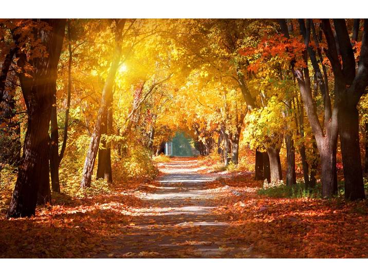 Fototapete PAPERMOON Alley in the Autumn Park , bunt, B:2,5m L:1,86m, Vlies, Tapeten, Fototapete