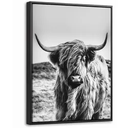 LEINWAND Bilder mit Rahmen - Kuh - Schottischer Hochländer - Schwarz - Weiß - Tier - Natur - Wildtiere - 30x40