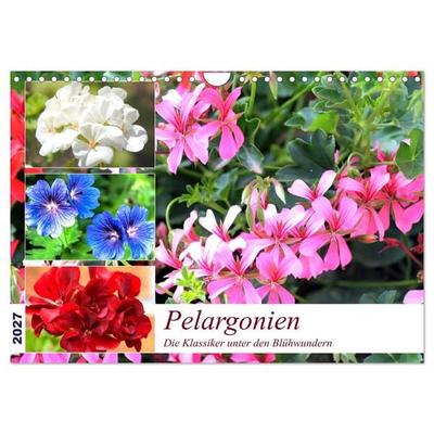 Pelargonien. Die Klassiker unter den Blühwundern (Wandkalender 2027 DIN A4 quer), CALVENDO Monatskalender