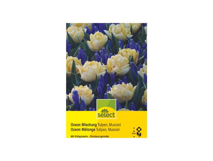 Select Blumenzwiebel Ocean Mischung