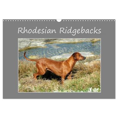 Rhodesian Ridgebacks (Wandkalender 2026 DIN A3 quer), CALVENDO Monatskalender