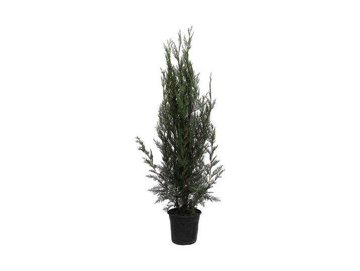 Leylandzypresse - Cupressocyparis leylandii 2001 ' 100-125 cm inklusive Topf'