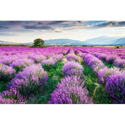 Fototapete PAPERMOON "Lavende Garten", bunt, B:4,5m L:2,8m, Vlies, Tapeten