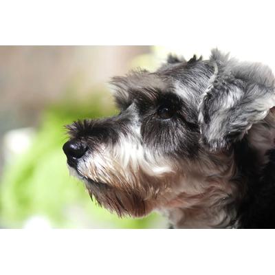 Fototapete PAPERMOON "Hund", bunt, B:4,5m L:2,8m, Vlies, Tapeten