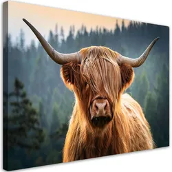 WANDBILD schottische kuhtiere