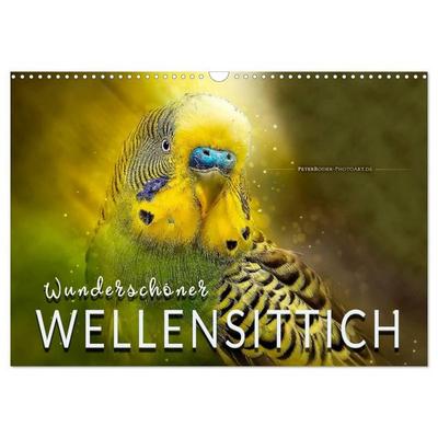 Wunderschöner Wellensittich (Wandkalender 2027 DIN A3 quer), CALVENDO Monatskalender