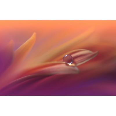 Papermoon "Zen Wassertropfen mit Blume Makro"