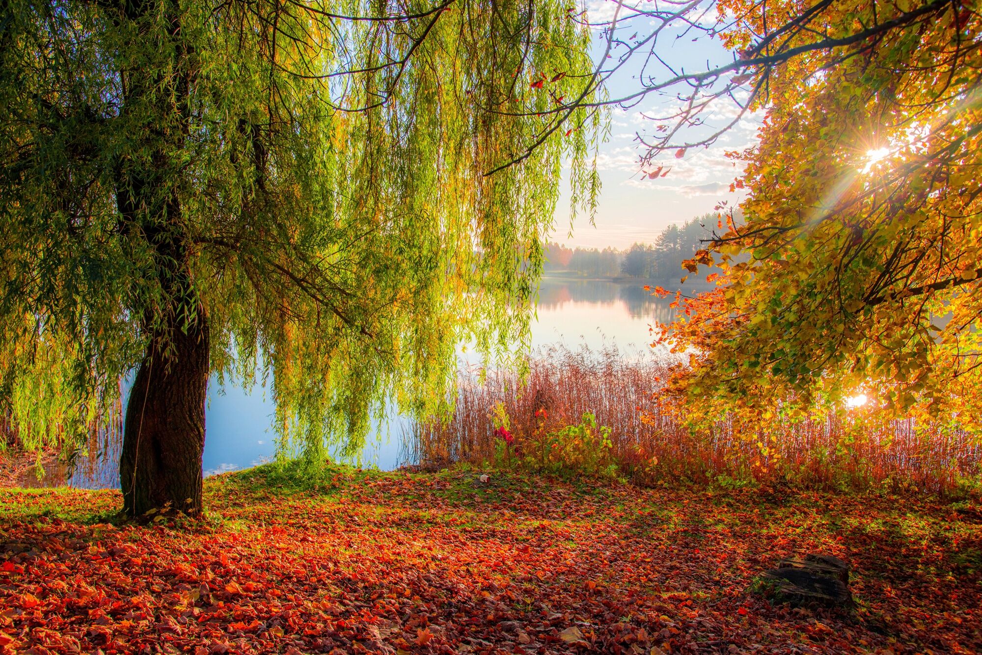 Fototapete PAPERMOON "HERBST-SEE-SONNE WALD UFER WASSER WALD BÄUME STRAND", bunt, B:5m L:2,8m, Vlies, Tapeten
