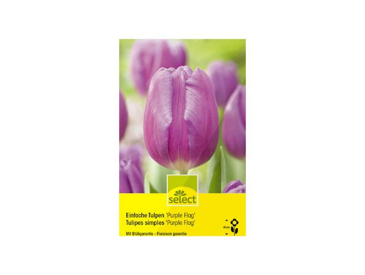 Select Blumenzwiebel Einfache Tulpen Purple Flag ''