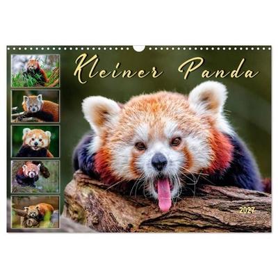 Kleiner Panda (Wandkalender 2027 DIN A3 quer), CALVENDO Monatskalender