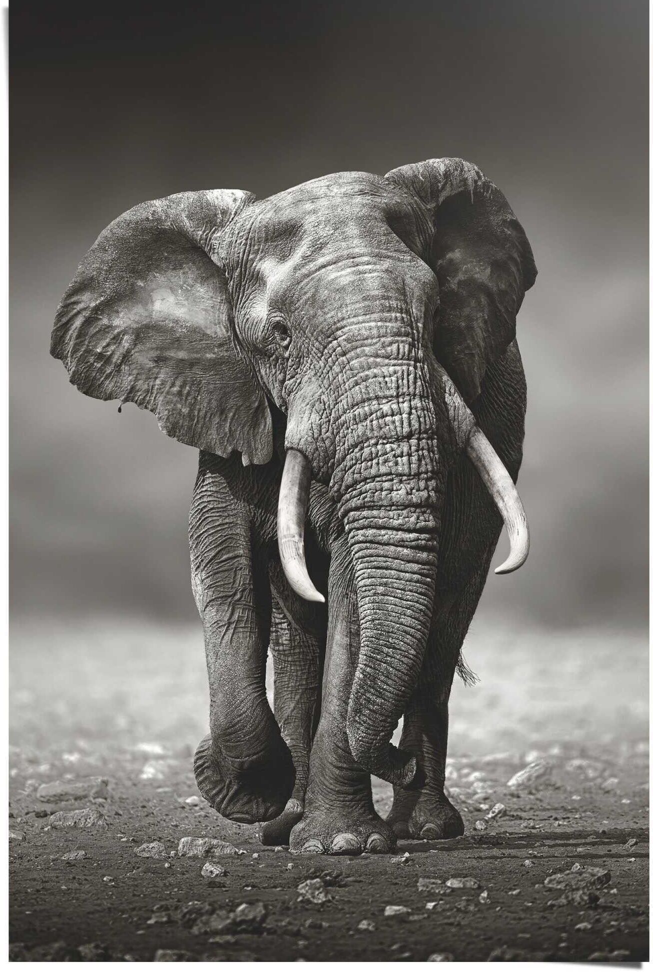 Reinders! Poster REINDERS "Poster Elefant Wanderung", schwarz (farbe bild(er): schwarz), B:61cm H:91,5cm, Papier, Bilder, Poster farbe bild(er): schwarz B/H/T: 61cm x 91,5cm, Elefanten, 1 Stk.