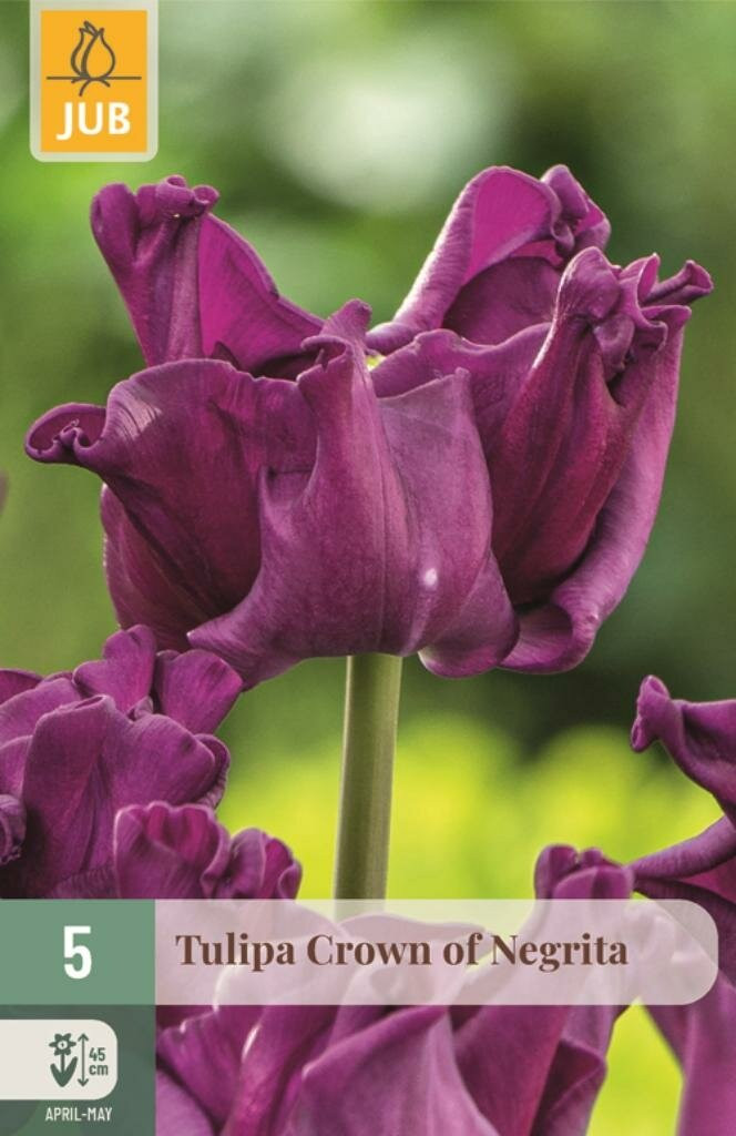 JUB Tulipa Crown of Negrita 5 bollen