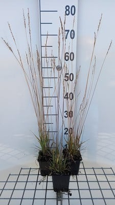 6 x Molinia caerulea Moorflamme Pijpgraas in pot van 9 x 9 cm van GRDplanten