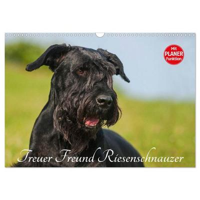 Treuer Freund Riesenschnauzer (Wandkalender 2026 DIN A3 quer), CALVENDO Monatskalender