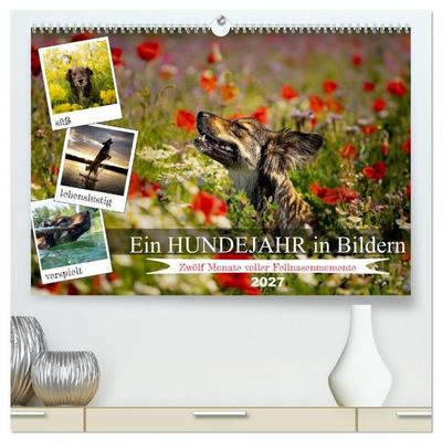Ein Hundejahr in Bildern (hochwertiger Premium Wandkalender 2027 DIN A2 quer), Kunstdruck in Hochglanz