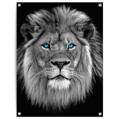 Poster REINDERS "Löwe mit blaue Augen", schwarz (farbe bild(er): schwarz), B:60cm H:80cm T:0,1cm, Leinwand, Bilder, Poster, Outdoor für Garten oder Balkon