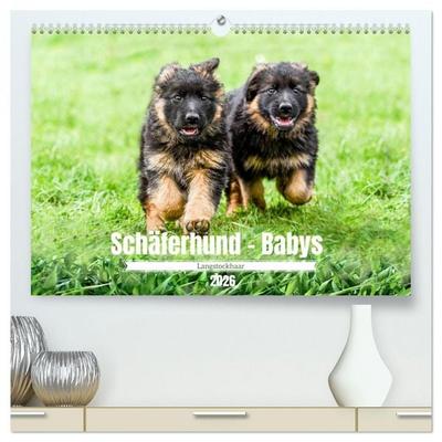 Langstockhaar - Schäferhund - Babys (hochwertiger Premium Wandkalender 2026 DIN A2 quer), Kunstdruck in Hochglanz
