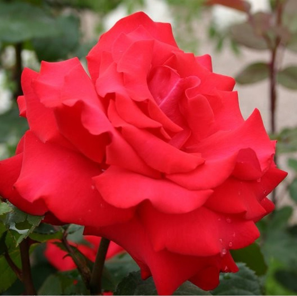 Kordes Eleganza Grande Amore Roos - Rosa