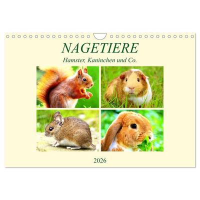 Nagetiere. Hamster, Kaninchen und Co. (Wandkalender 2026 DIN A4 quer), CALVENDO Monatskalender