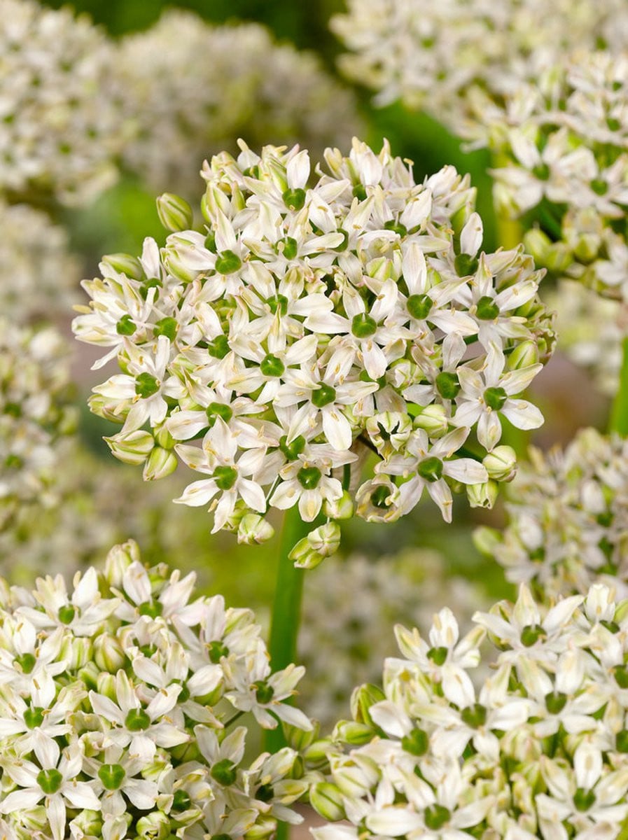 100x Allium Nigrum bloembollen van BULBi