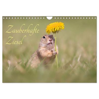 Zauberhafte Ziesel (Wandkalender 2026 DIN A4 quer), CALVENDO Monatskalender