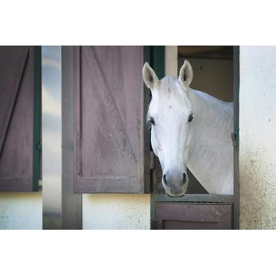 Fototapete PAPERMOON "PFERD-TIERE PFERDE PFERDEKOPF PONY WANDTAPETE WANDDEKO", bunt, B:2,5m L:1,86m, Vlies, Tapeten