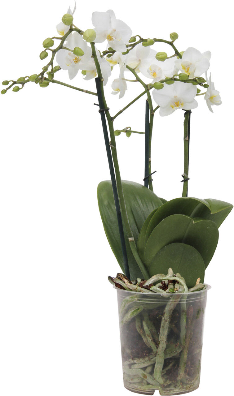 Pflanzen Orchidee Phalaenopsis Multiflora 50 cm hoch, 12 cm Topf