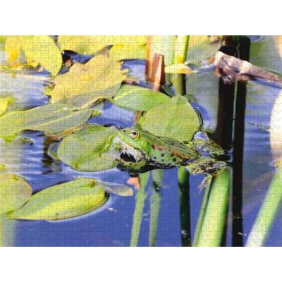 CALVENDO Puzzle Gelassener Teichfrosch 1000 Teile Puzzle quer | 1000 Teile Lege-Größe 64 × 48 cm Foto-Puzzle für glückliche Stunden