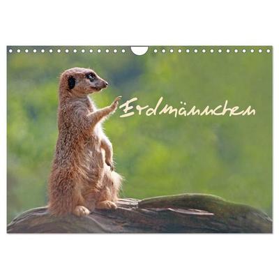 Erdmännchen (Wandkalender 2027 DIN A4 quer), CALVENDO Monatskalender