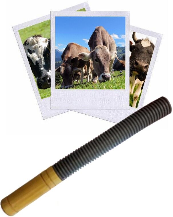 Hélen Baud Appeau Vache