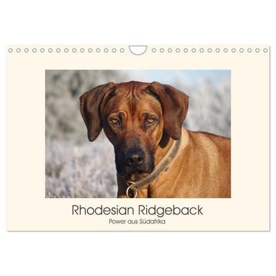 Rhodesian Ridgeback Power aus Südafrika (Wandkalender 2027 DIN A4 quer), CALVENDO Monatskalender