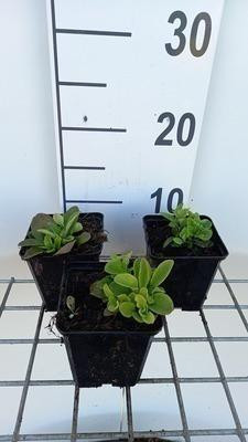 6 x Phlox stolonifera Blue Ridge Vlammende Phlox, Pot van 9 x 9 cm, GRDplanten